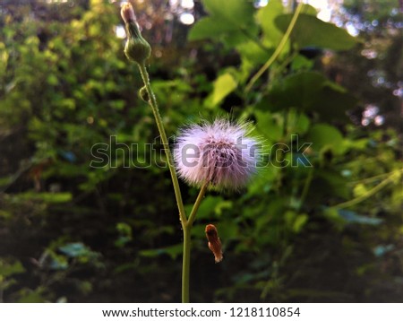 White flower with hairy structures on it.
