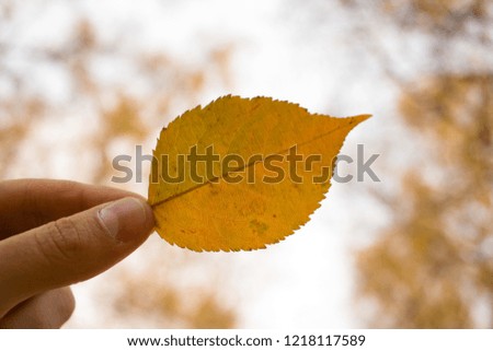 Hand holds yellow autumn leaf on sky background. Autumn time season concept. Composition in park.