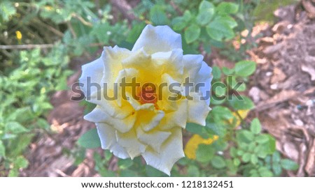 A beautiful white & yellow rose flower.