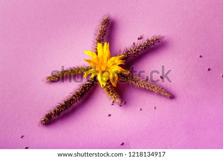 yellow dandelion on dry wild rye, background image