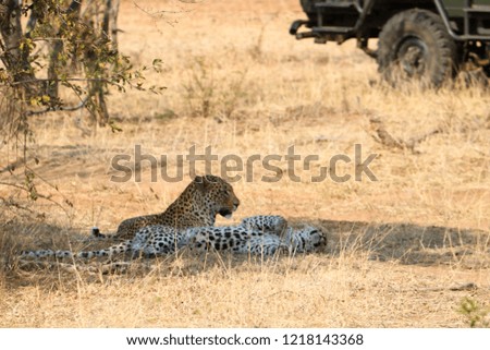 loepard woman resting at home in bush south africa during safari