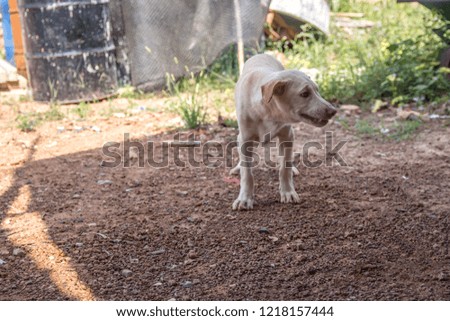 White stray dogs live in temples, dogs are good friends of humans.