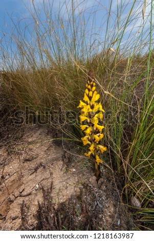 Beautiful tall yellow wildflower on seashore of Spain. Cistanche (phelypaea) is a worldwide genus of holoparasitic desert plants in the family Orobanchaceae. They lack chlorophyll. Macro image.