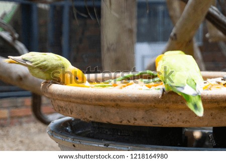 Adorable love bird are eating