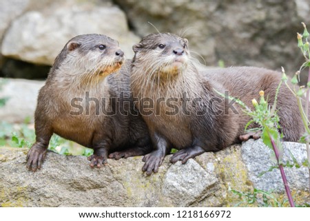 two freshwater otters

