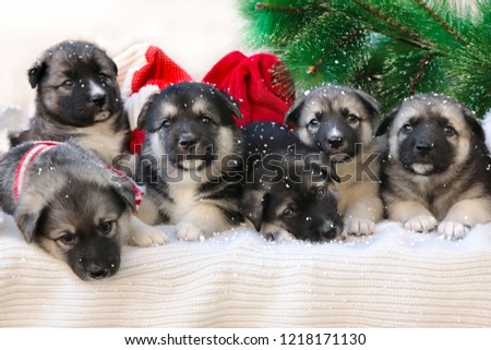 Christmas group of cute little puppies on a knitted background with a Christmas tree and snow.House Pets.