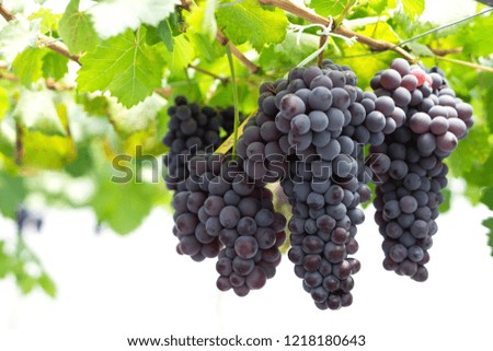 Closeup red wine grapes braches in vineyard with over light, selective focus