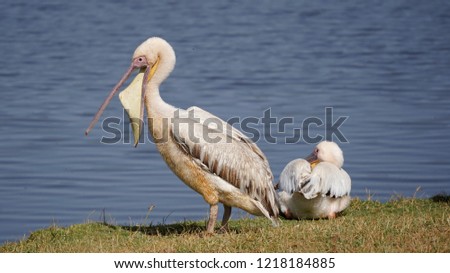 Pelicans, ngorongoro crater, Tanzania