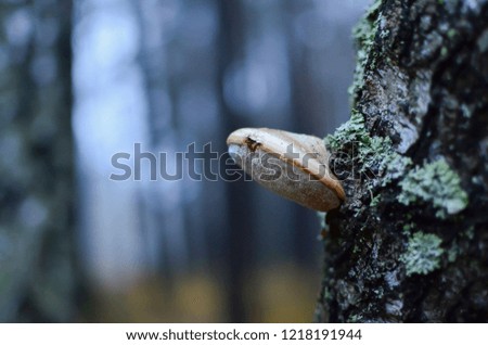 Mushroom on the tree. Birch on a blurred background. Magic Mushroom stock images. 