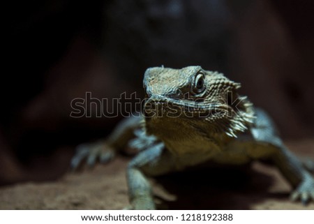 Face to face with an iguana