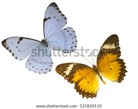 butterfly on white