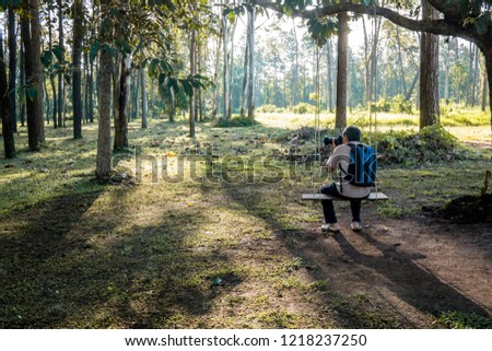 beautiful background, photographer sit on swings to take pictures in the morning. The sun is shining down. Good atmosphere at the pine forest at Thailand.