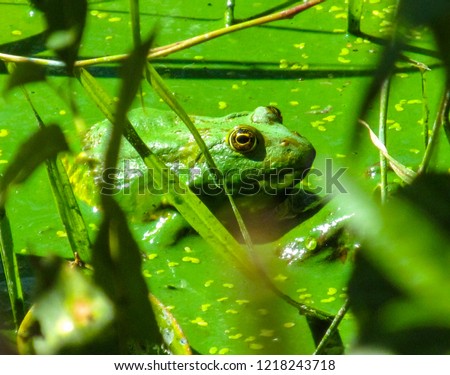Green common frog in the water polluted by blooming blue-green algae (Cyanobacteria). Concept of polluted habitat of animals and environmental problem.