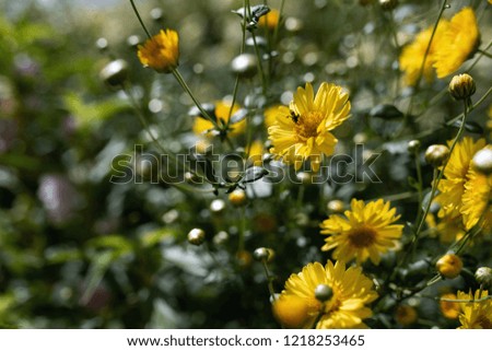 Zoom on a yellow chrysanthemum flower with an insect on it