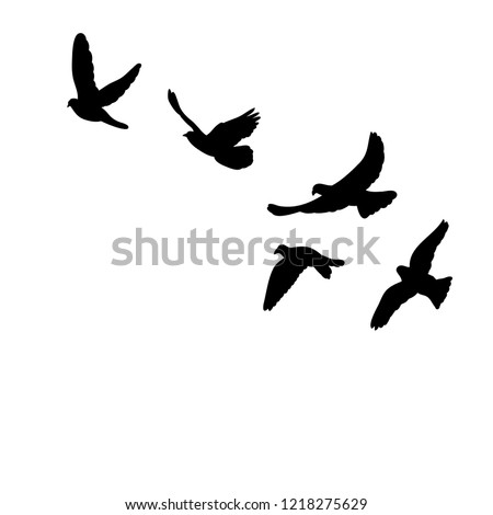 isolated silhouette of flocks of birds