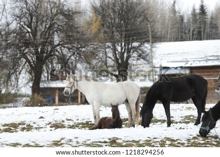 wild horses wandering together on a snowy day.savsat /artvin/turkey