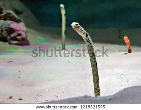 The cute spotted garden eel (Heteroconger hassi) in marine aquarium. It is a heteroconger belonging to the family Congridae. It lives exclusively in variously sized colonies on sandy bottoms.
