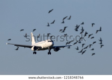 Airliner landing with a flock of birds flying around Royalty-Free Stock Photo #1218348766