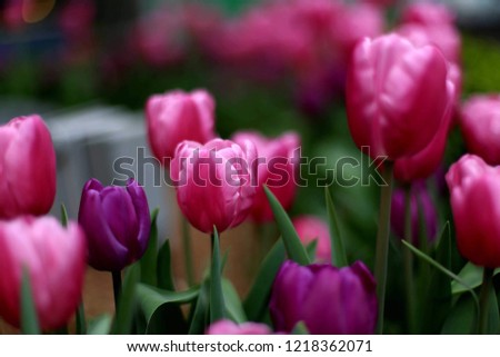 tulip pink and violet