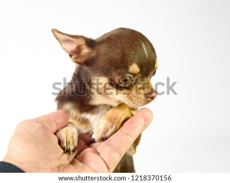 brown chihuahua puppy in the arms of a woman