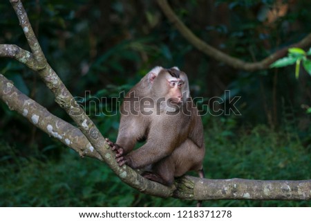 Monkey in nature at Khao Yai National Park Thailand