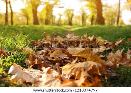 Autumn leaves on ground in beautiful park