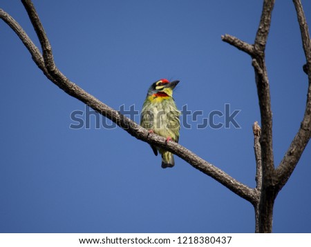 Megalaima Haemacephala Bird in the tree.