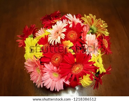 A beautiful, colorful African Daisy in a vase