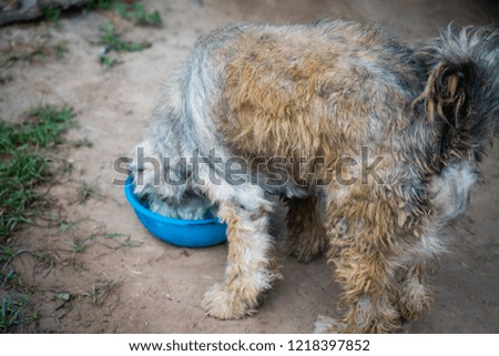 Dog eating with bowl of dog food. Pets is feeding concept.