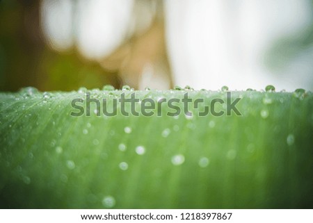 Abstract striped natural background, Details of banana leaf with rain drop and blurred bokeh for background