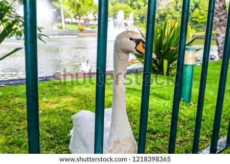 A swan in the park - Funchal - Maderia