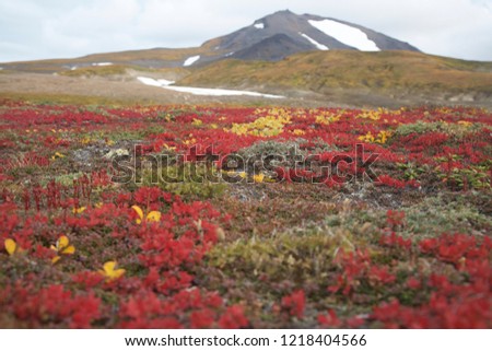 Autumn in the mountain tundra