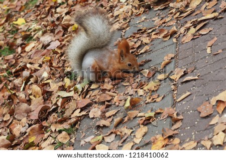 squirrel hiding meal in a park