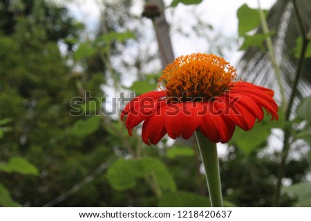 Close up of red Zinnia flower (Zinnia violacea)in tropical garden is genus of plants of the sunflower tribe in daisy family.Natural green background.copy space for text as background or greetings card