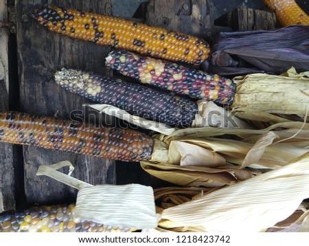 Fresh Decorative Indian Corn Stacks at a Farmer's Market with Husks