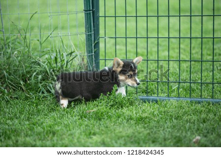 tricolor Pembroke corgi puppy by and looking at a fence at a kennel in northern wisconsin