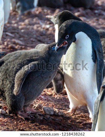 Adeliae penguin (Pygoscelis adeliae)  feeding its  chick with regurgitated food, Antarctic,