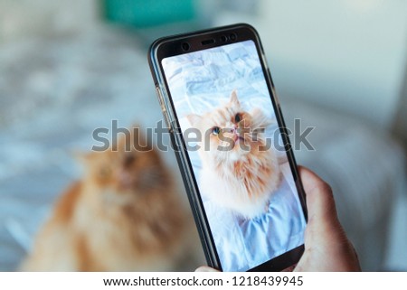 screen photography on a telephone of a cat