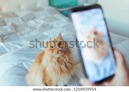 cat posing for a picture taking by the phone