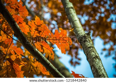 Natural Fall Colors With a Clean Blue Sky