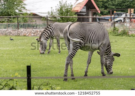 Zebra grazing in the meadow during the day in hot weather