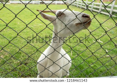 White goat on green field behind the cage.