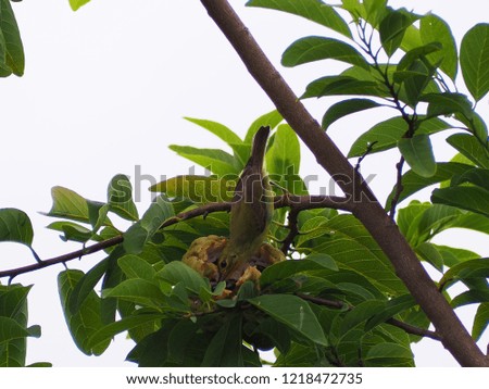 Bird eating sugar apple on the tree