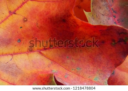 autumn leaf. macro. streaks. autumn