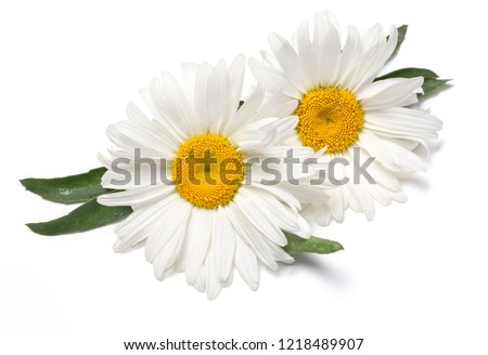 Beautiful chamomile flowers on white background Royalty-Free Stock Photo #1218489907