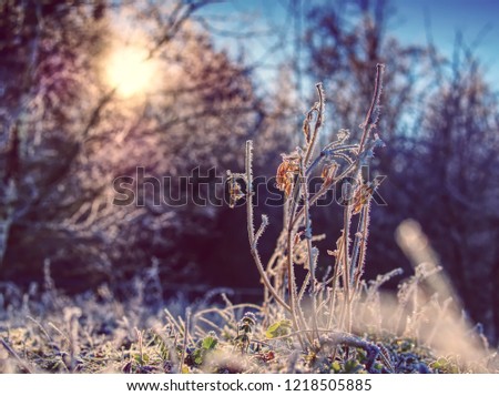 Frozen flowers in front of the morning sunlight     