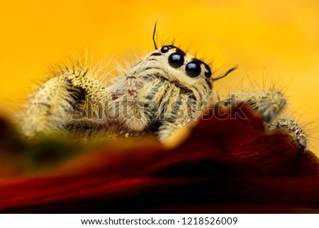 Super macro image of Jumping spider (Salticidae, Hyllus diardi female), at high magnification, Good sharpen and detailed, eye and face very clear
