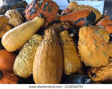 Pumpkins and Gourds - Fall Harvest