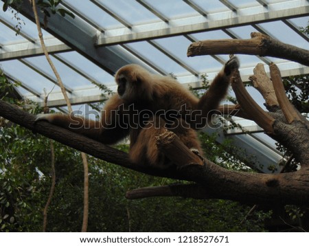 Nature Monkey Wild Family Trees Silly 