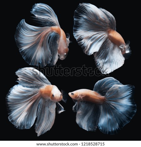  Colourful Betta fish,Siamese fighting fish in movement isolated on black background. Capture the moving moment of colourful siamese fighting fish isolated on black background,